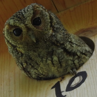 Flammulated Owl