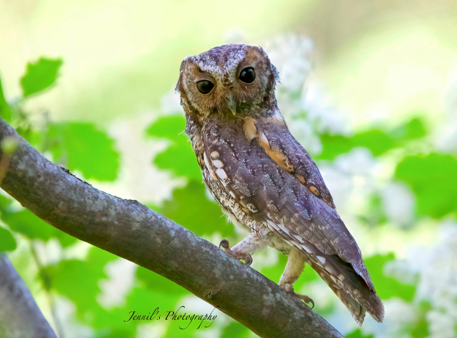 Flammulated Owl stands on a branch looking back over its shoulder by Jennil Modar
