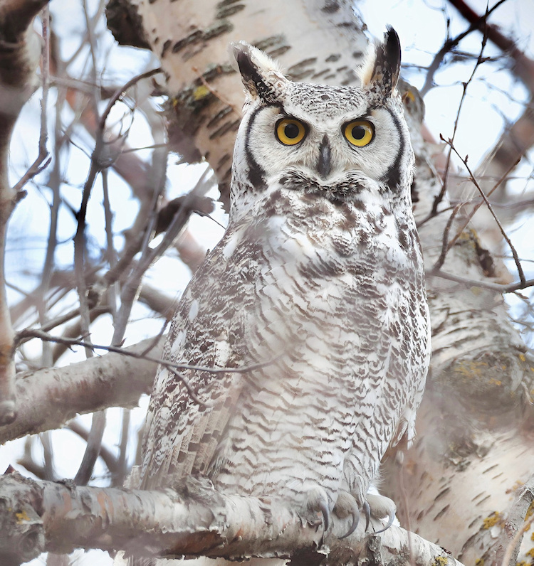 Close view of a Subarctic Great Horned Owl perched on a branch by Jennil Modar