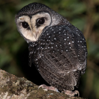 Lesser Sooty Owl