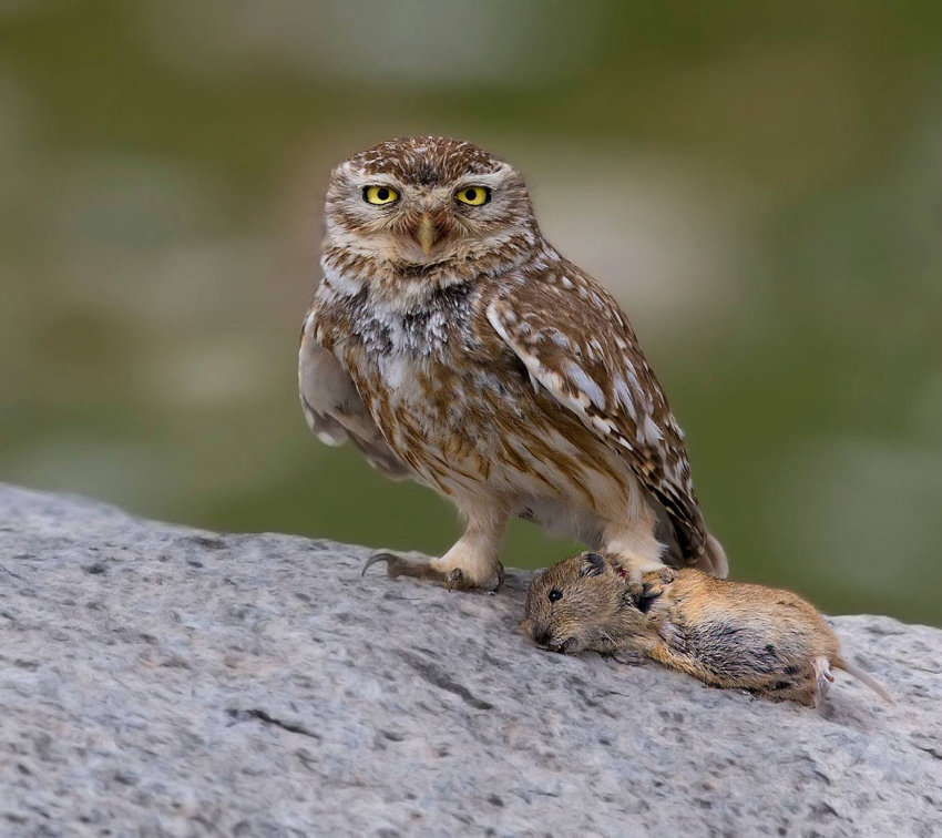 Little Owl perched on a rock holding prey item by Sarwan Deep Singh