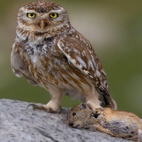 Little Owl