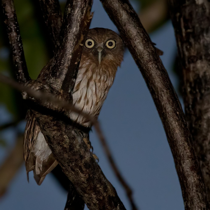 Manus Boobook peeks through a gap in the branches by Lars Petersson