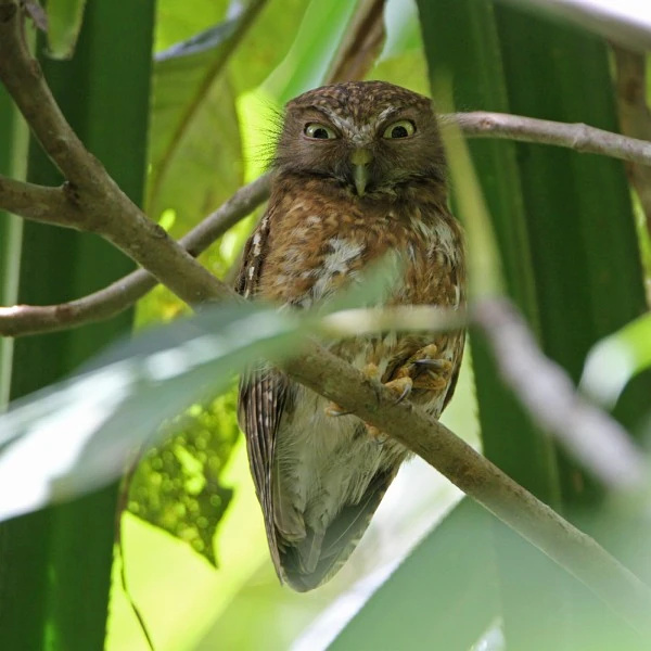 Mindanao Hawk Owl looking down from a branch in the day by Rob Hutchinson