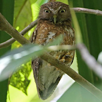 Mindanao Hawk Owl