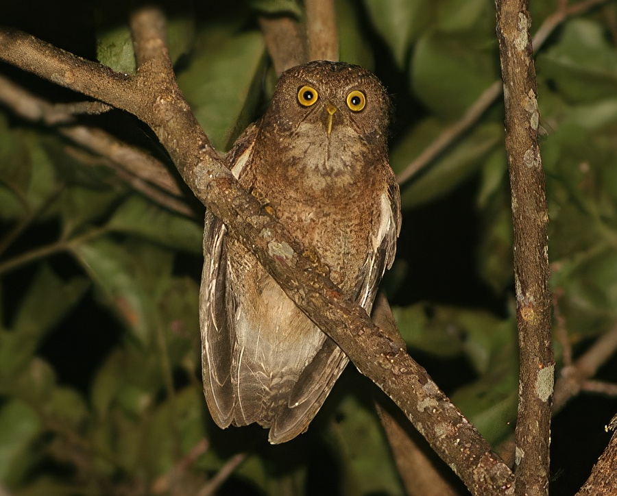 Mindoro Hawk Owl perched on a tree branch at night by James Eaton