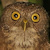 Mindoro Hawk Owl