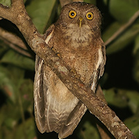Mindoro Hawk Owl