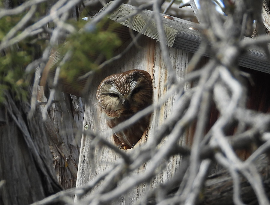 Northern Saw-whet Owl poking its head out of a nest box by Tom Wuenschell