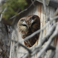 Northern Saw-whet Owl