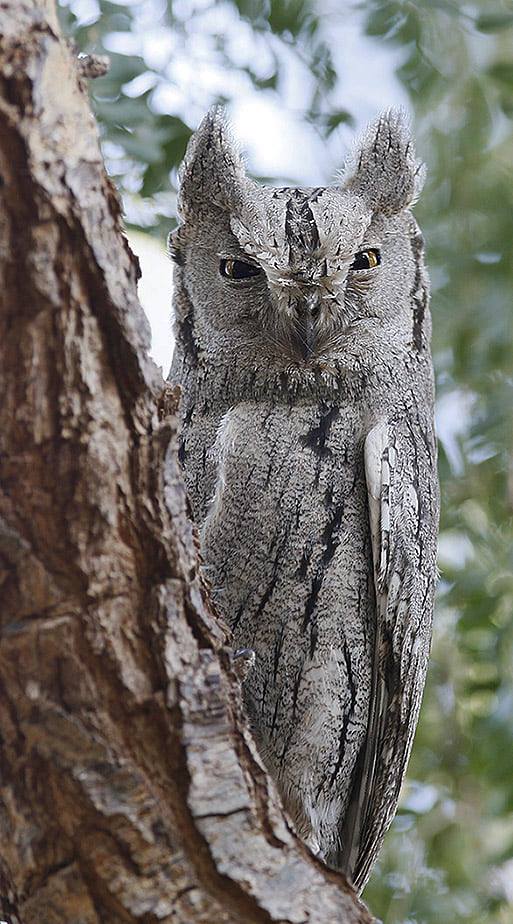 Pallid Scops Owl looking out from behind a tree by Sarwan Deep Singh