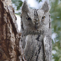 Pallid Scops Owl