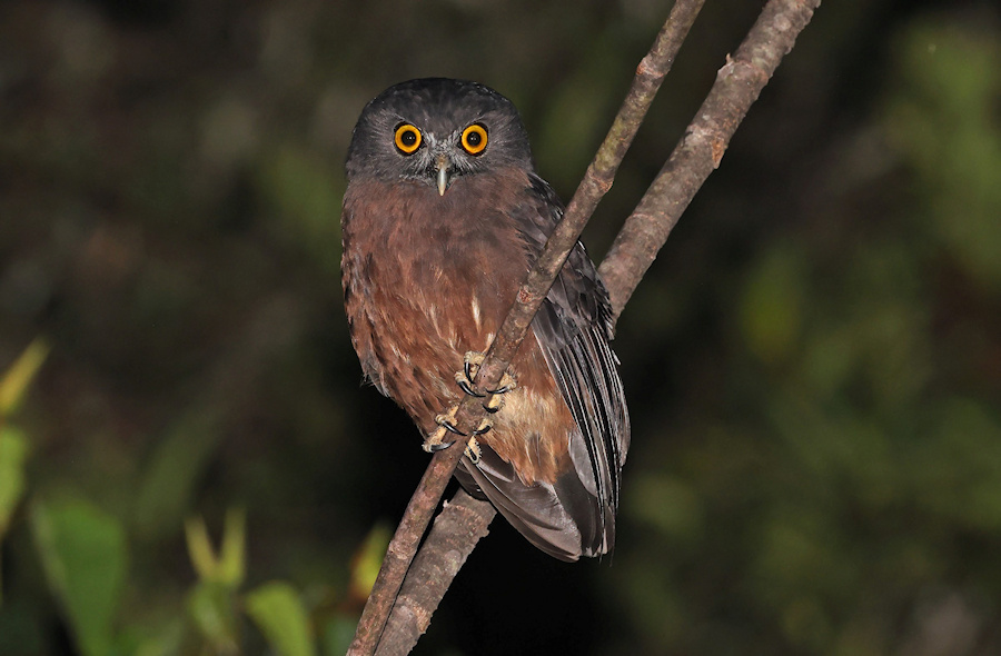 A Papuan Boobook perched on a branch at night by Rob Hutchinson