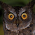 Rinjani Scops Owl