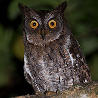 Rinjani Scops Owl