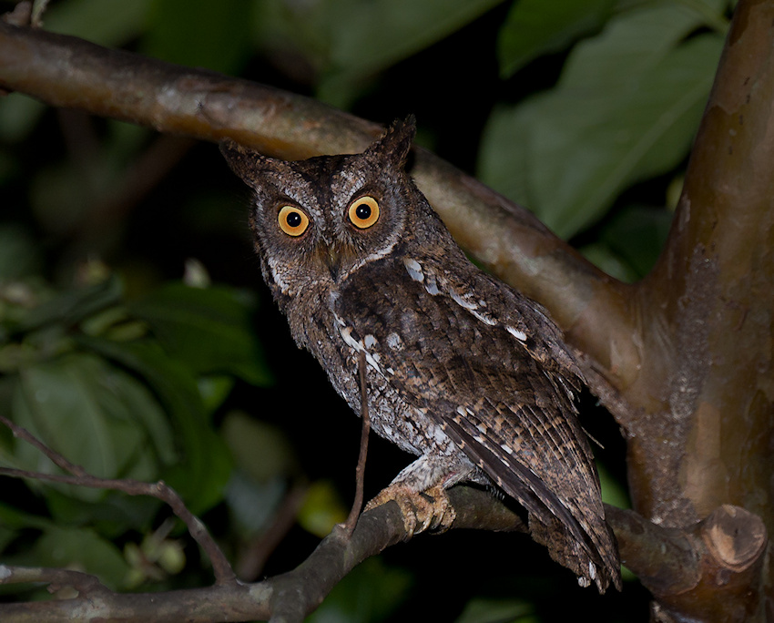 Side view of a Rinjani Scops Owl on a branch at night by Richard Jackson