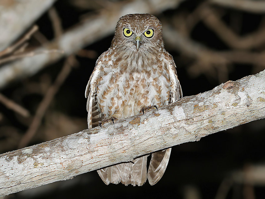 Rote Boobook perched on a branch at night by James Eaton