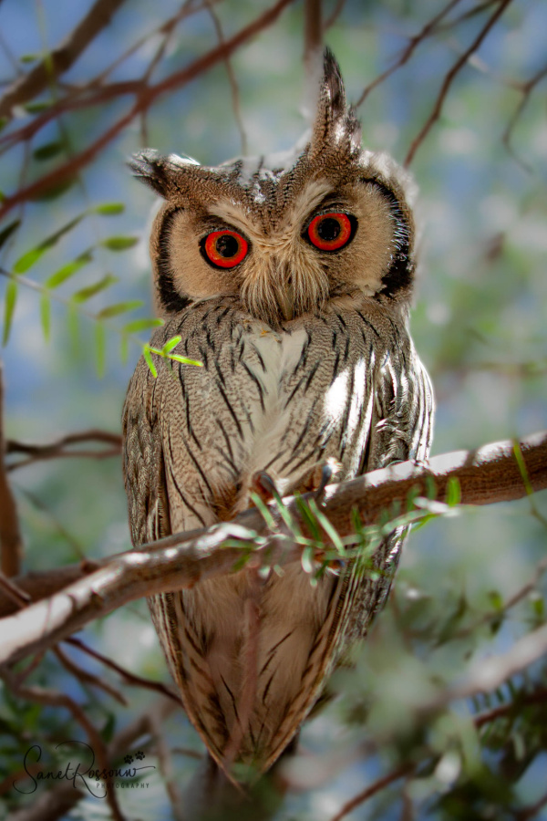 Southern White-faced Owl looking down from a branch in the day by Sanet Rossouw