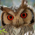 Southern White-faced Owl