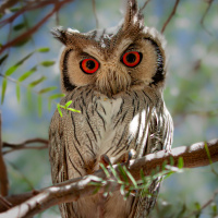 Southern White-faced Owl