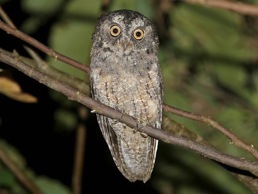 Sangihe Scops Owl perched on a branch at night by James Eaton