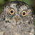 Sangihe Scops Owl
