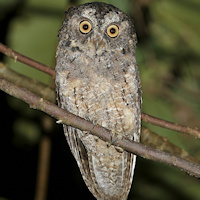 Sangihe Scops Owl
