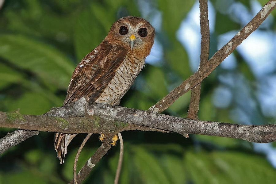 Side view of Seram Boobook looking at us by James Eaton