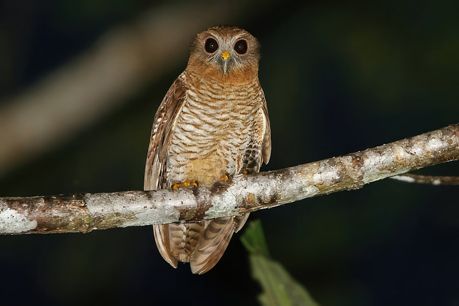 Seram Boobook perched on a branch at night by James Eaton