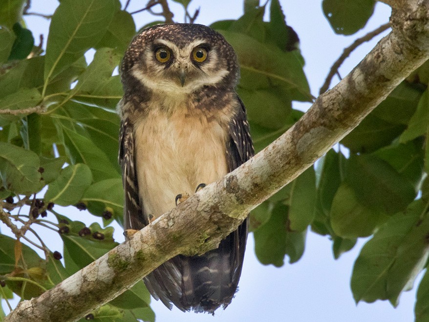 Solomons Boobook perched on a branch in the day by Lars Petersson
