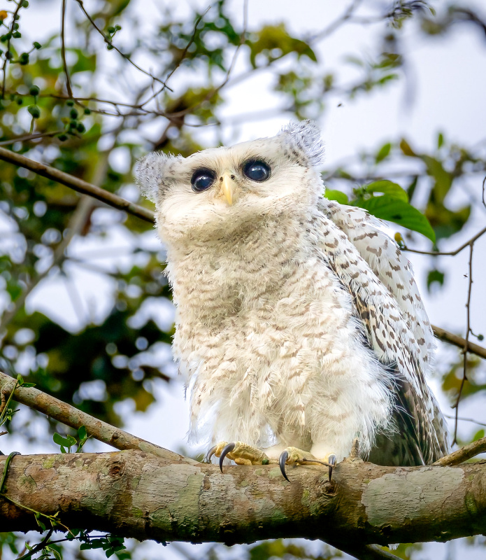 Young Forest Eagle Owl perched on a branch in the day by Anawat Jorapunyanont