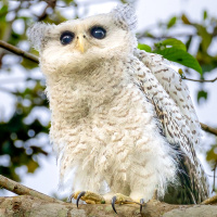 Forest Eagle Owl