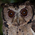 Sunda Scops Owl