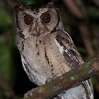 Sunda Scops Owl