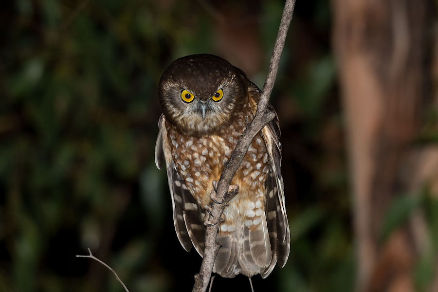 Tasmanian Boobook perched on a thin vertical branch at night by Richard Jackson