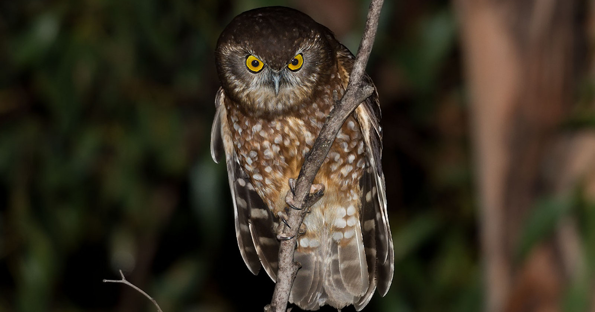 Tasmanian Boobook (Ninox leucopsis) by Richard Jackson - The Owl Pages