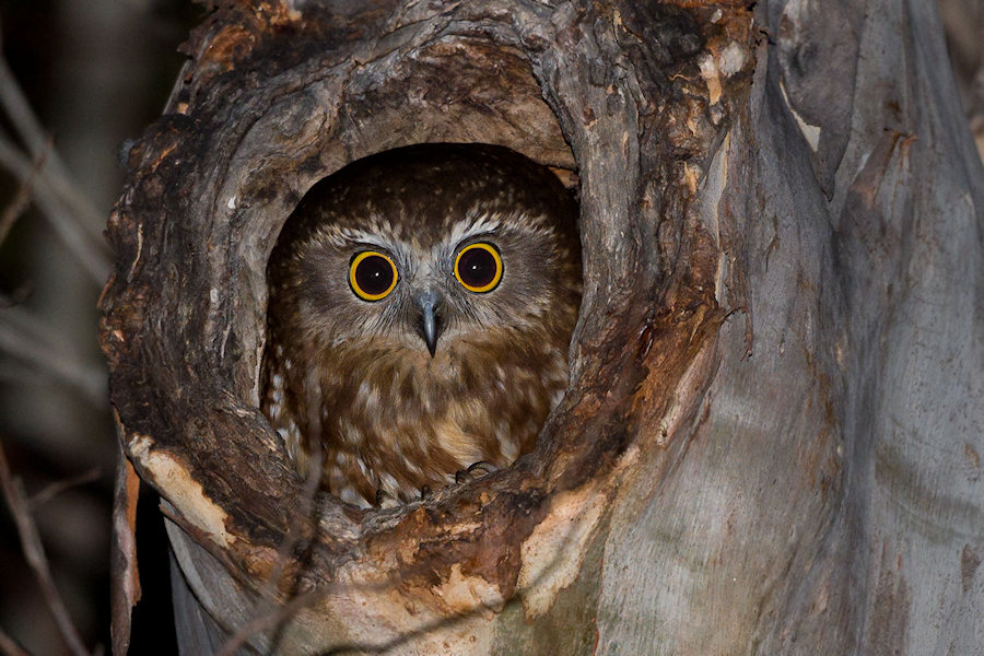 Tasmanian Boobook in a tree hollow at night by Richard Jackson