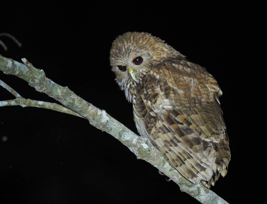 Rear view of a Vermiculated Fishing Owl looking back by Jonathan Newman