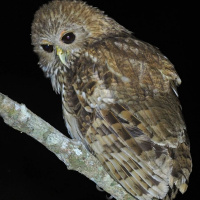 Vermiculated Fishing Owl