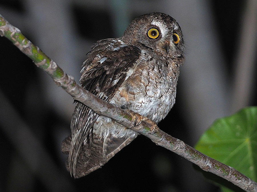 Wetar Scops Owl perched on a branch at night by James Eaton