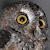 Wetar Scops Owl