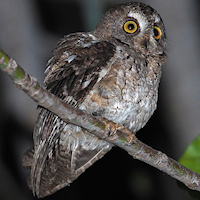 Wetar Scops Owl