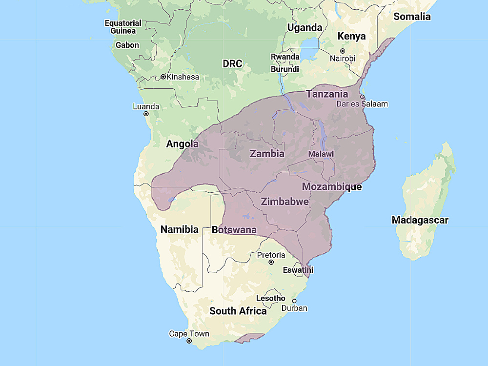 Range of African Barred Owlet (Glaucidium capense)