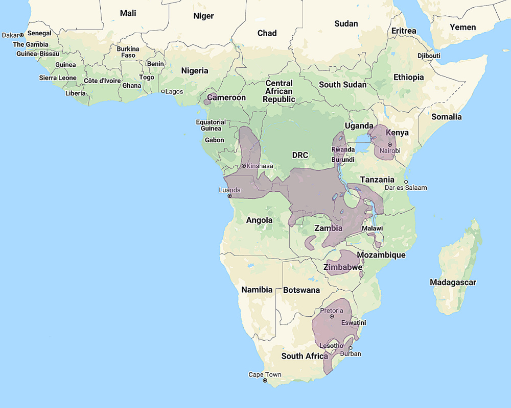 Range of African Grass Owl (Tyto capensis)