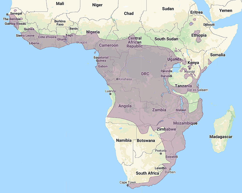 Range of African Wood Owl (Strix woodfordii)