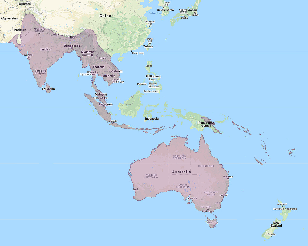 Range of Eastern Barn Owl (Tyto javanica)