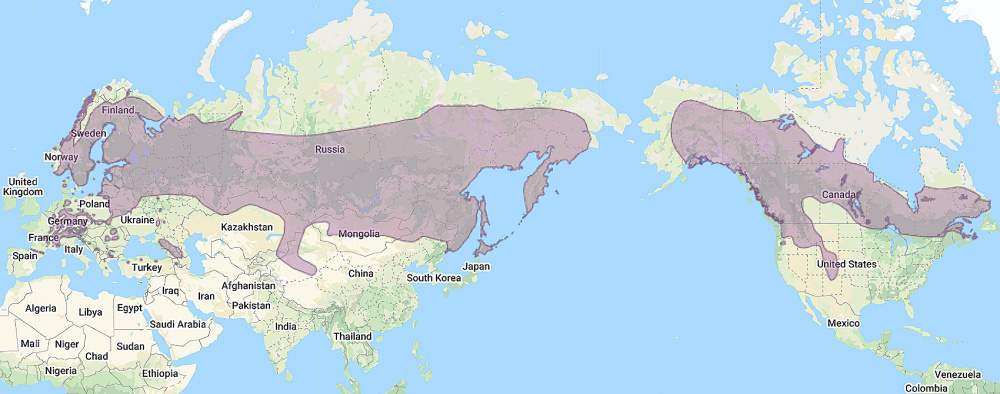 Range of Boreal Owl (Aegolius funereus)