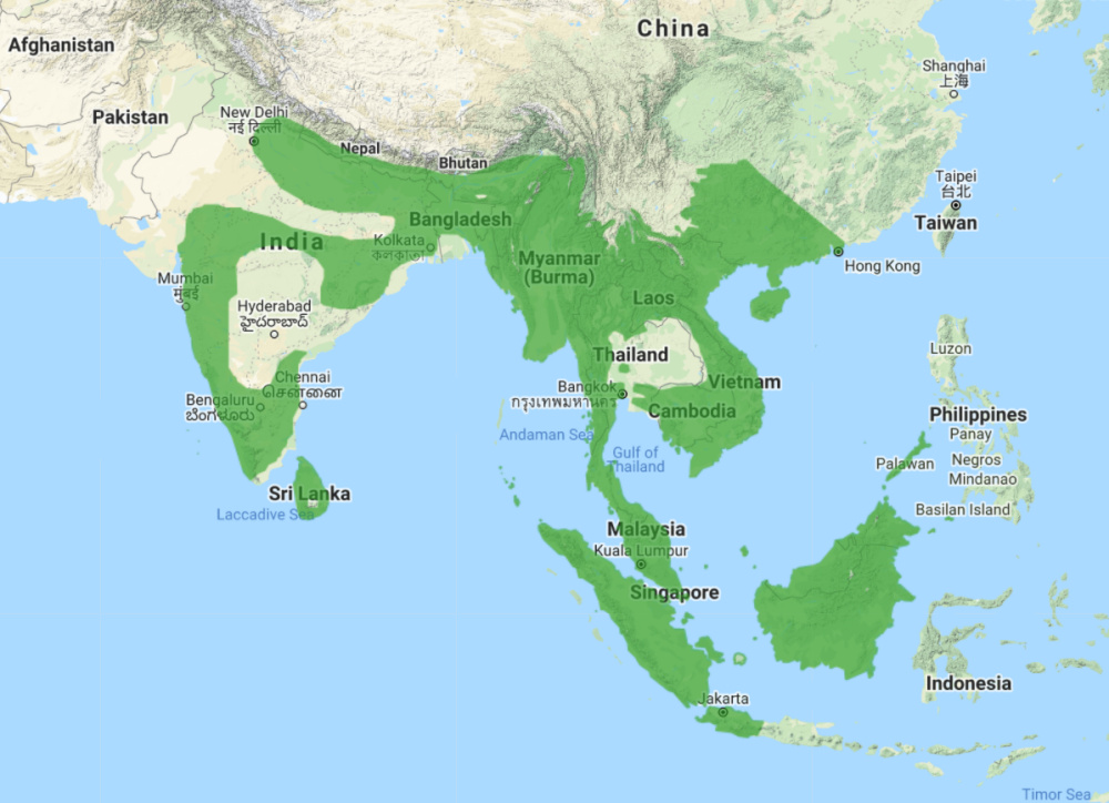 Range of Brown Hawk Owl (Ninox scutulata)