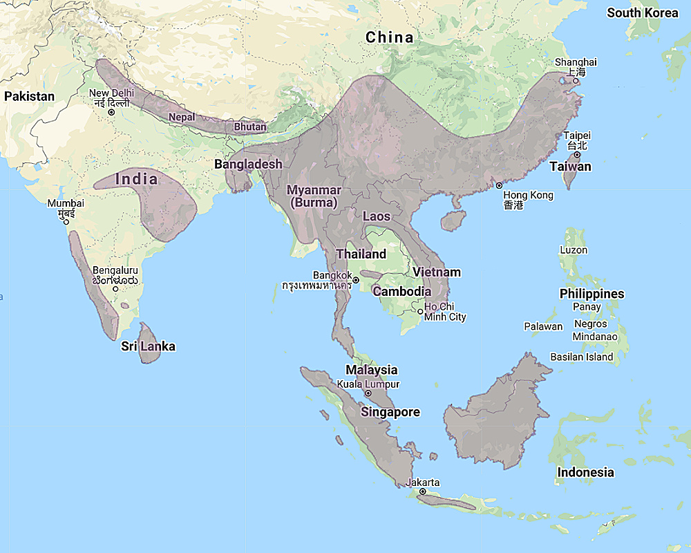 Range of Brown Wood Owl (Strix leptogrammica)