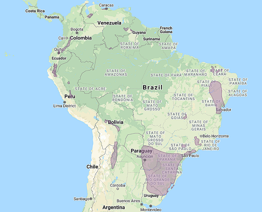 Range of Buff-fronted Owl (Aegolius harrisii)